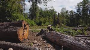 Best Lot and Land Clearing  in USA